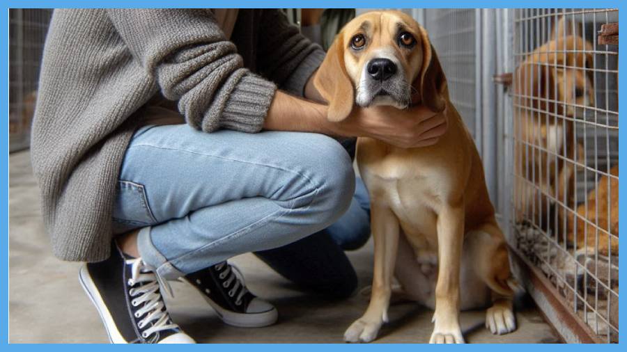 Causas comunes por las que se devuelven a los perros adoptados y como prevenirlas.
